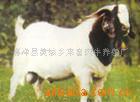 供应波尔山羊来喜养厂买百送一