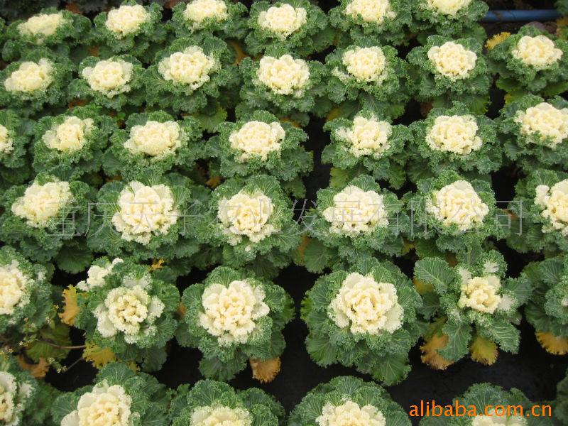 供应羽衣甘蓝,用于花坛,花带,广场,公园