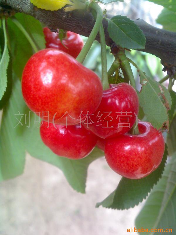 桃-其他生鲜厂家价格及生产销售水果-刘友龙-苗治玉视频图片