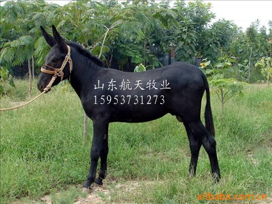驴-乌头驴-养殖一年的纯利润1500-2000-乌头驴