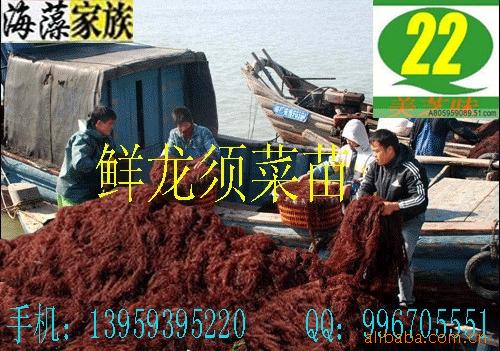【海的野菜-鲜龙须菜.<em>头发菜</em>(场地-福建.霞浦)】