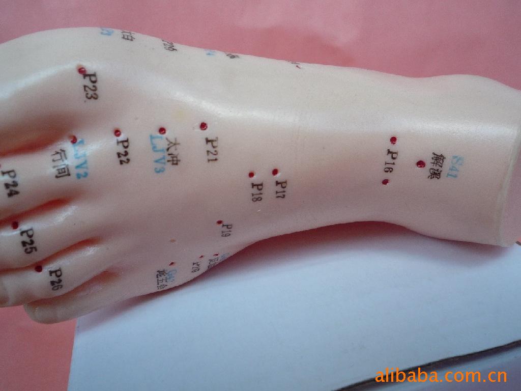 医药教学器材-批发供应足针灸模型-医药教学器