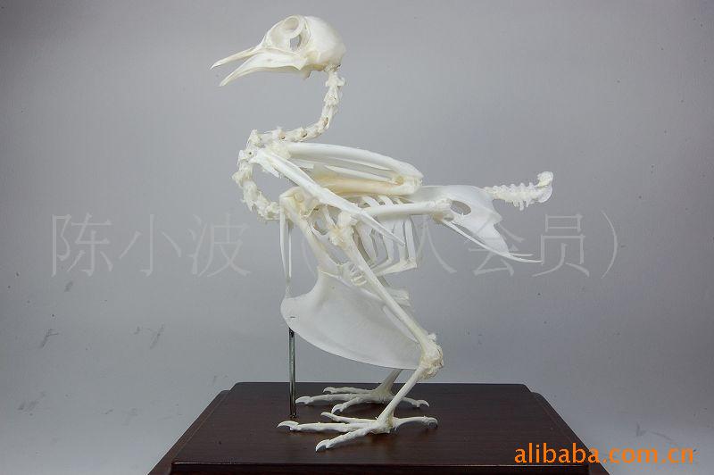 鸽子骨骼标本 骨骼标本