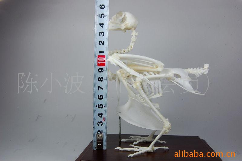 供应鸽子骨骼标本
