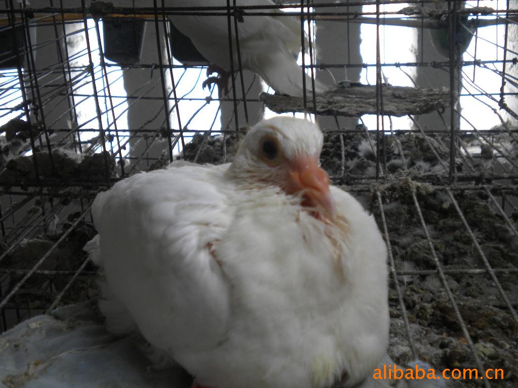 长期9两优质鲜活乳鸽-鸽价格及生产销售厂家-