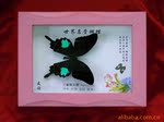 7寸实木外框蝴蝶工艺品 蝴蝶工艺品 蝴蝶框 蝴蝶礼品
