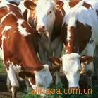 养殖场优惠直销饲养牛犊6000头