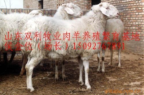 农村创业快致富 养殖肉羊是出路 育肥肉羊种苗 免费送货产品回收