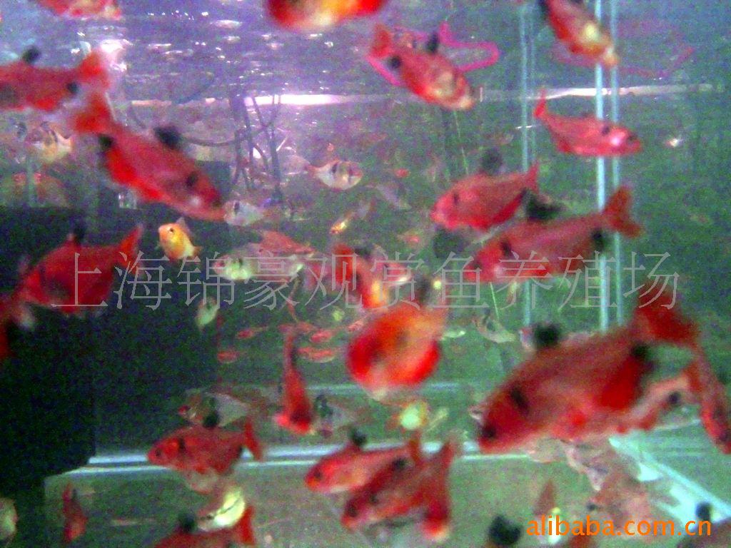 上海锦豪观赏鱼养殖场批发观赏鱼玫瑰扯旗