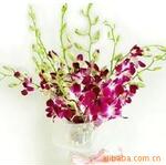 供应昆明鲜花;会议、婚庆、旅游、节庆用花---洋兰