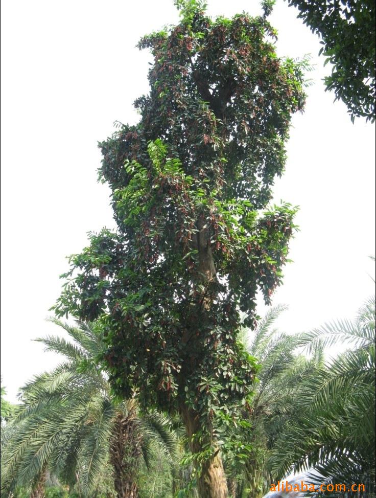 供应红果满枝头的乔木:五味子大树