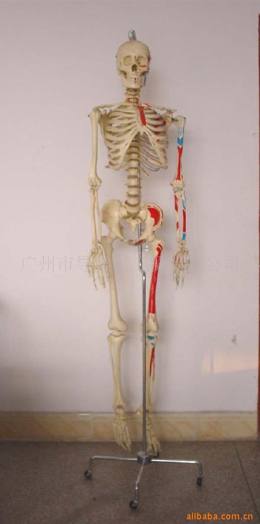 gd0102a002-168公分主成人男性骨色胸骨