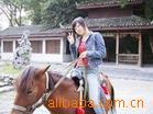 出售优质伊犁马、三河马、蒙古马、河曲马、牧马 免费送货