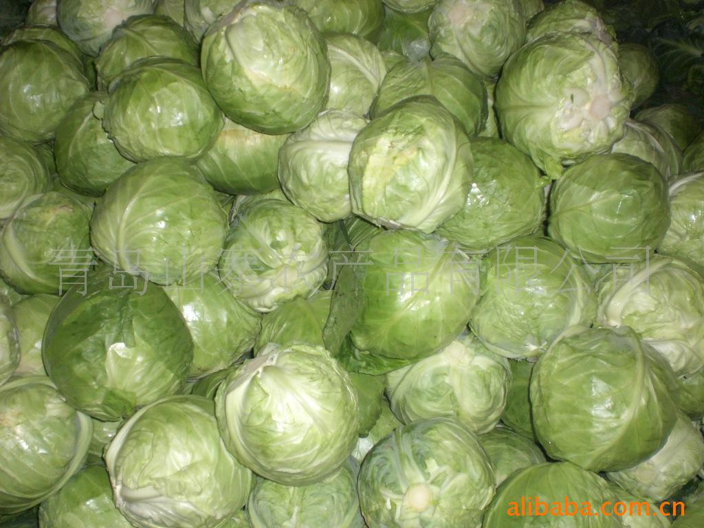供应包菜 供应椰菜 奥奇纳 供应扁包菜 大头菜 供应卷心菜