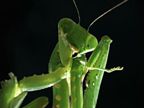 ����롰�Է����