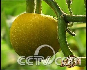 ����ϡΪ�� ���������ټ��Ĳ� �߲� ũҵ�¸��� CCTV7�¸��� ũҵ 