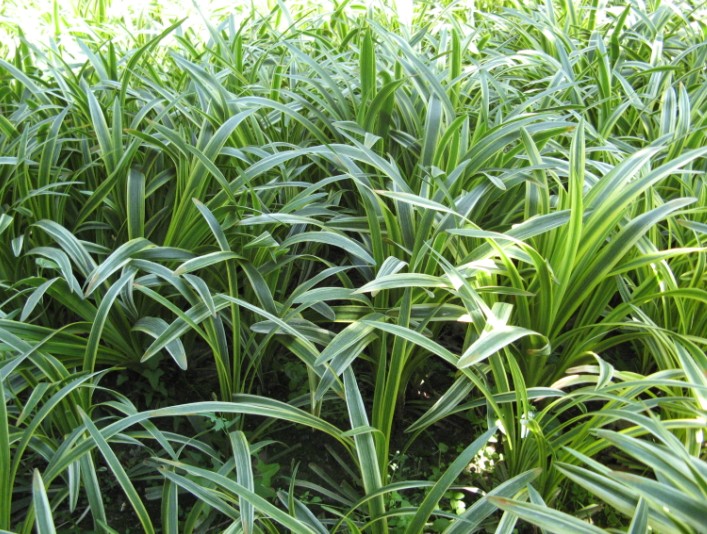 我国南北方适宜的地被植物-金边麦冬,别名花叶麦冬