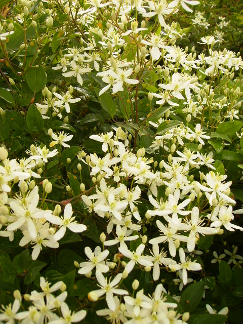 东北铁线莲,中药威灵仙正品中最美丽的一种 - 阿里巴巴商友圈