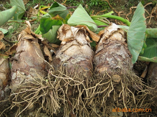 供應批發廣西桂林農副土特產農副產品荔浦香芋頭芋頭種檳榔芋