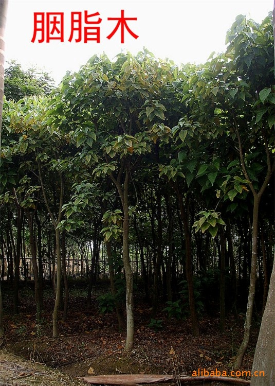 海南胭脂树图片