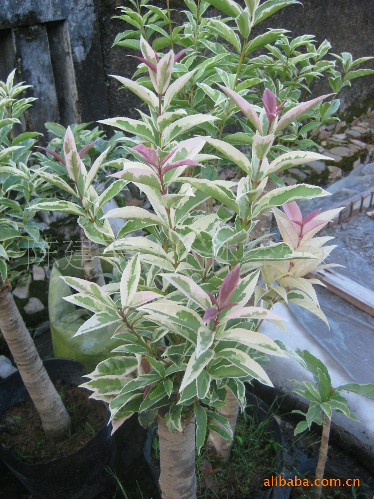 四季桂银边彩叶桂高1米直径34公分珍贵品种量大优惠