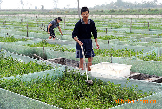 充气式抬网 渔网 充气橡皮管 渔业用具 供应出口标准地笼,渔笼,渔业