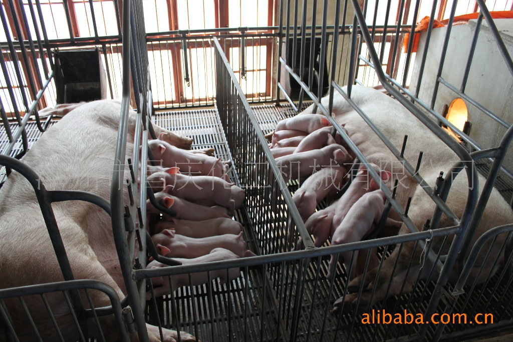 母猪分娩栏,产床,分娩栏,高床分娩栏