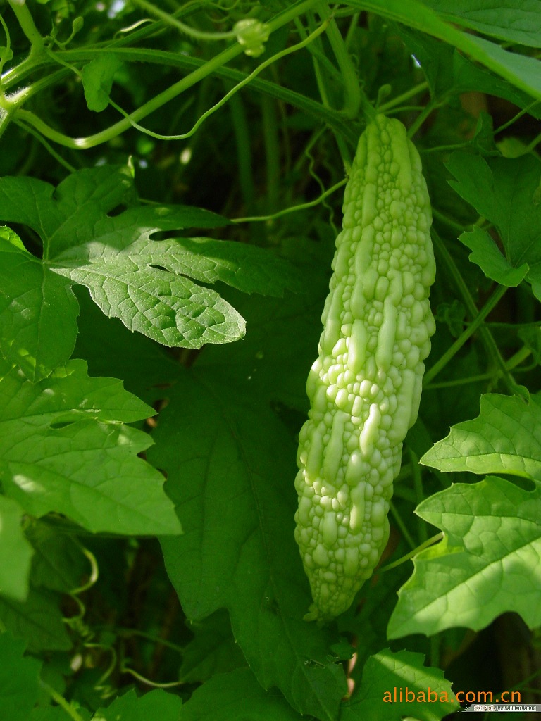苦瓜花果袋泡茶.供应各种养生花果茶