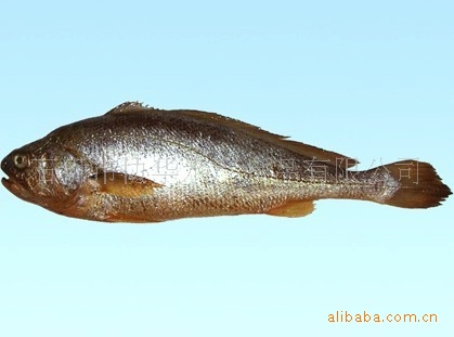 供应红花鱼 每近21元