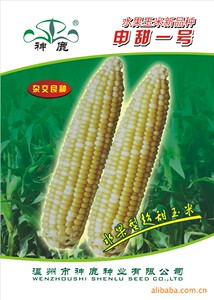 玉米种子供应商
