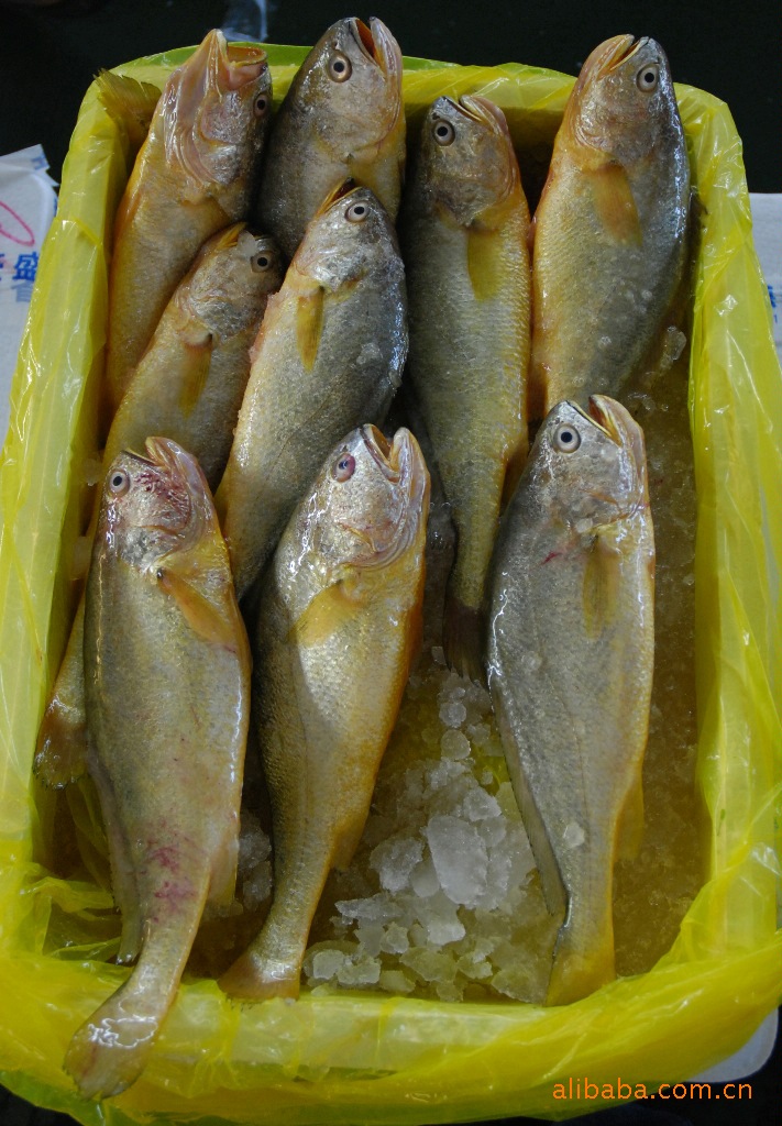 大量供应黄花鱼有意来电咨询本店主打产品价格时价出售