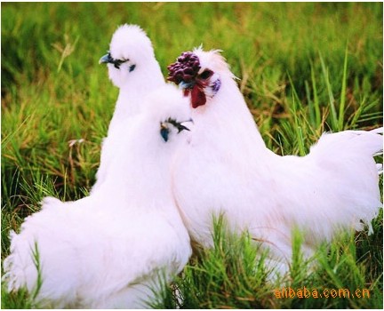 山东白凤乌鸡 大量批发