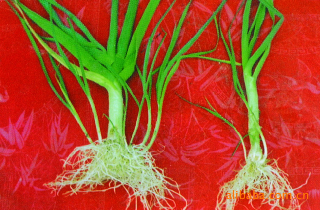 多年生大蒜——海蒜