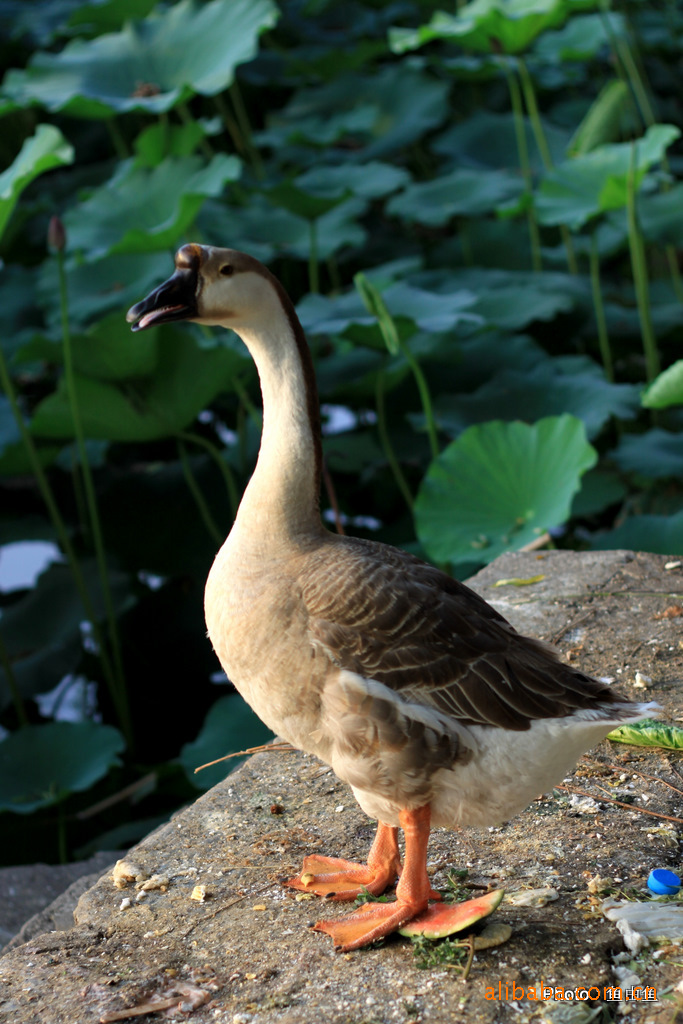 2011-04-07 供应有机养殖成年鸭 2011-04-07 供应有机养殖野鸭 2011