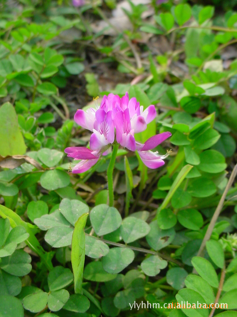 大量廉价供应各种规格红花杂酱草