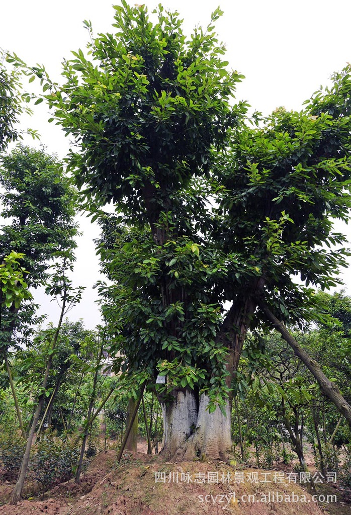 长期供应带冠 四川黄葛树小苗,各规格黄葛树1-50cm 温江黄角树