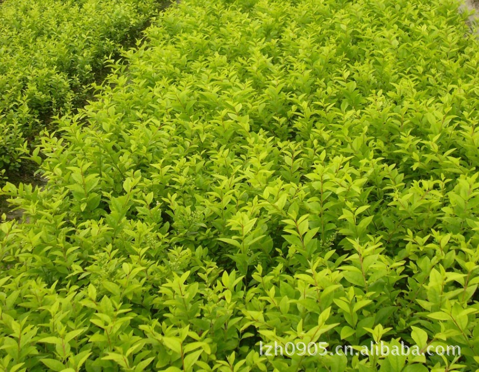 常绿低矮灌木植物(四季常青矮小的植物)