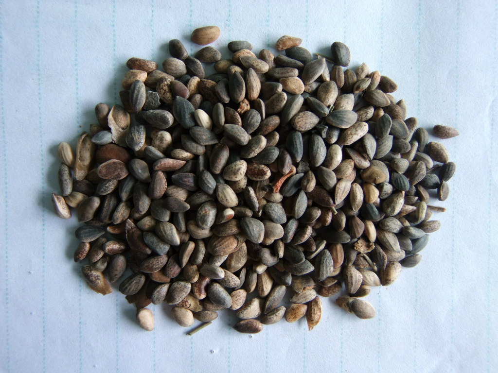 阿里baba供应优质油松种子,阿里baba供应优质油松种子图片,图片大全,-