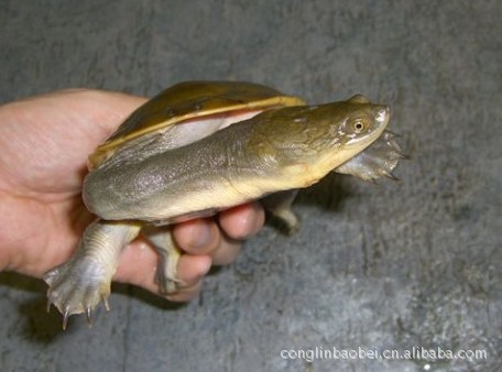 批发出售 扁头长颈龟