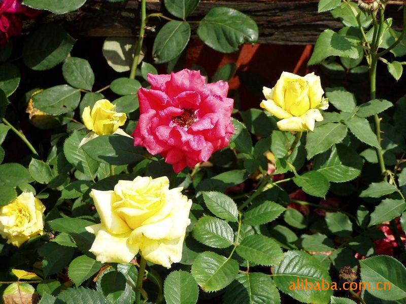 紫荆,红帽,黄帽,曼海姆,供应花木(图)