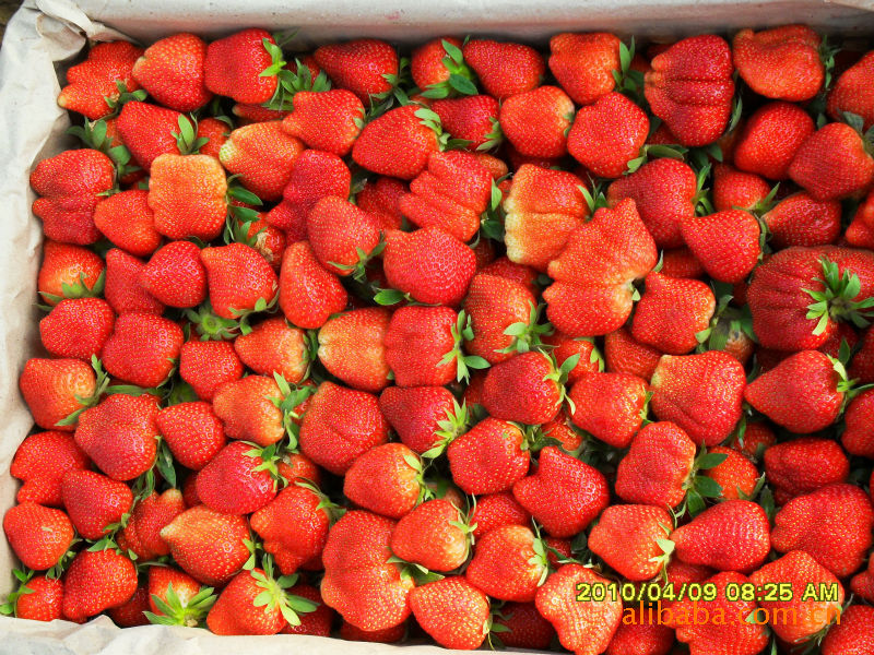 耐长途运输_草莓_列表网
