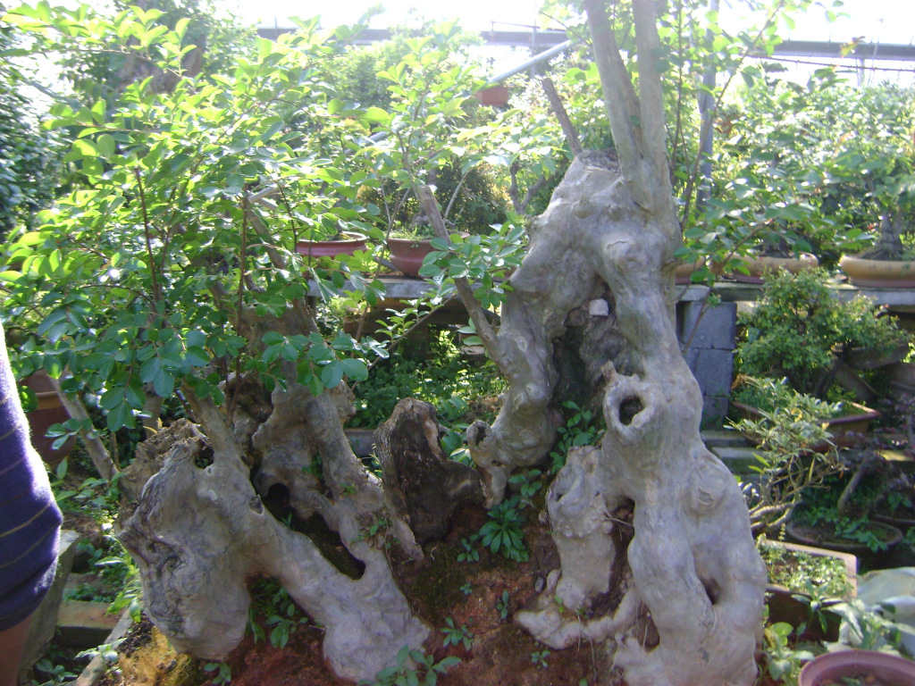 供应大量侧柏苗 各种苗木 灌木 乔木