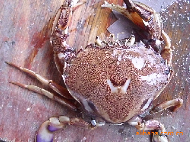 香辣蟹石蟹花蟹沙蟹黄金蟹电子螃蟹蟹饲料螃蟹蟹