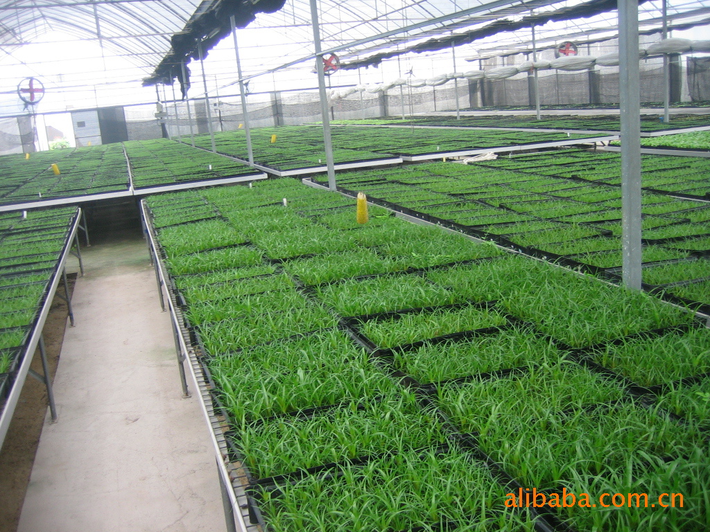 长期大量供应室内观赏植物组培穴盘苗 广州华福花卉植物种苗批发