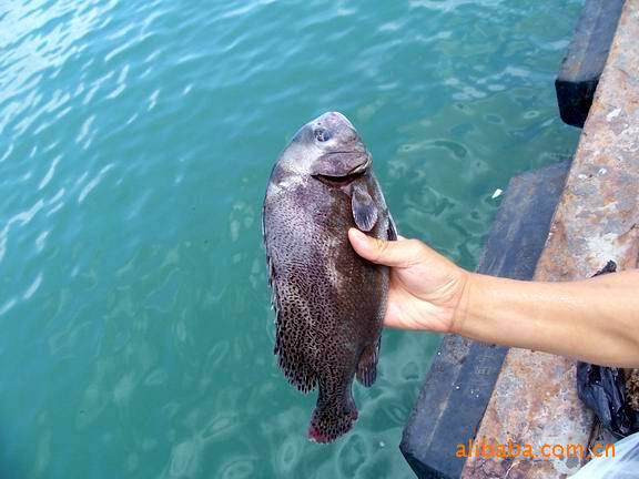 供应铜盆鱼,黑包公鱼苗鱼,打铁婆,正花包公鱼苗,副包公