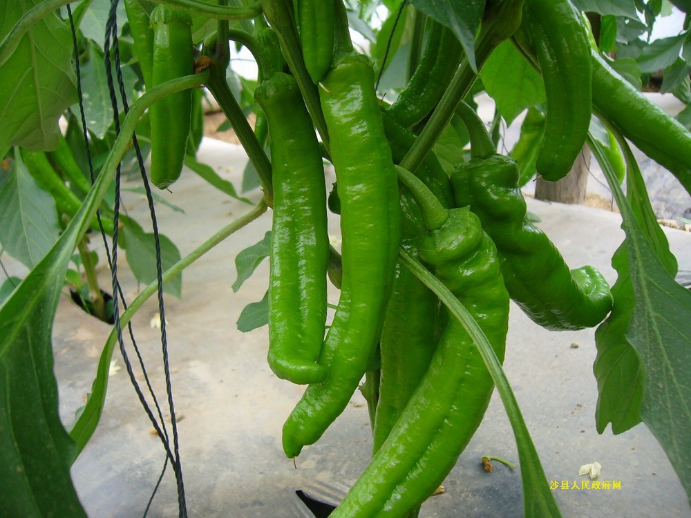 绿色食品 青椒 辣椒 产品安全