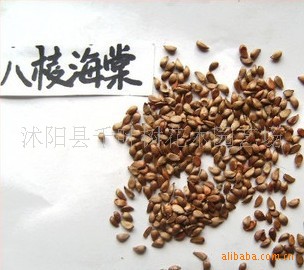 花卉种苗助力绿色生活