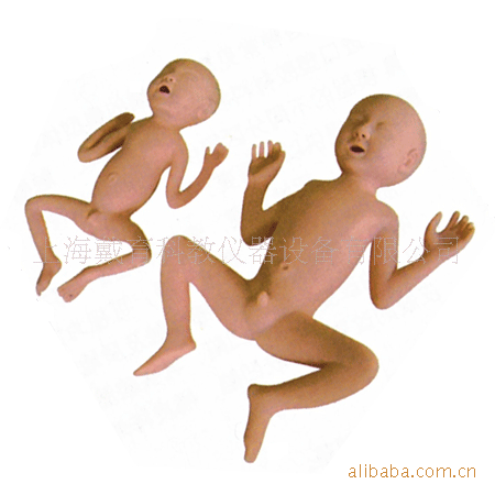 骨盆妊娠九个月胎儿模型