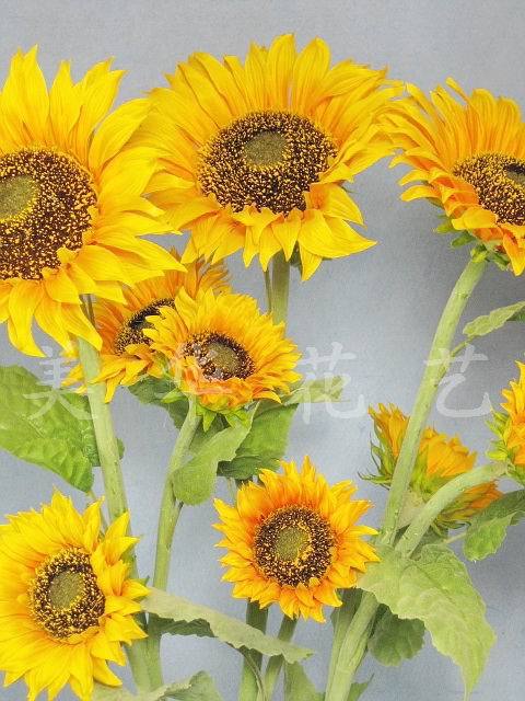 高仿真高杆大枝3头向日葵花 仿真太阳花