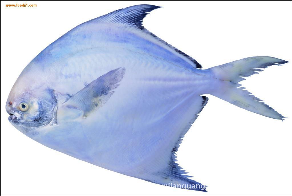 大量供应平鱼 鲜活平鱼 各种鱼类产品 高营养鱼产品